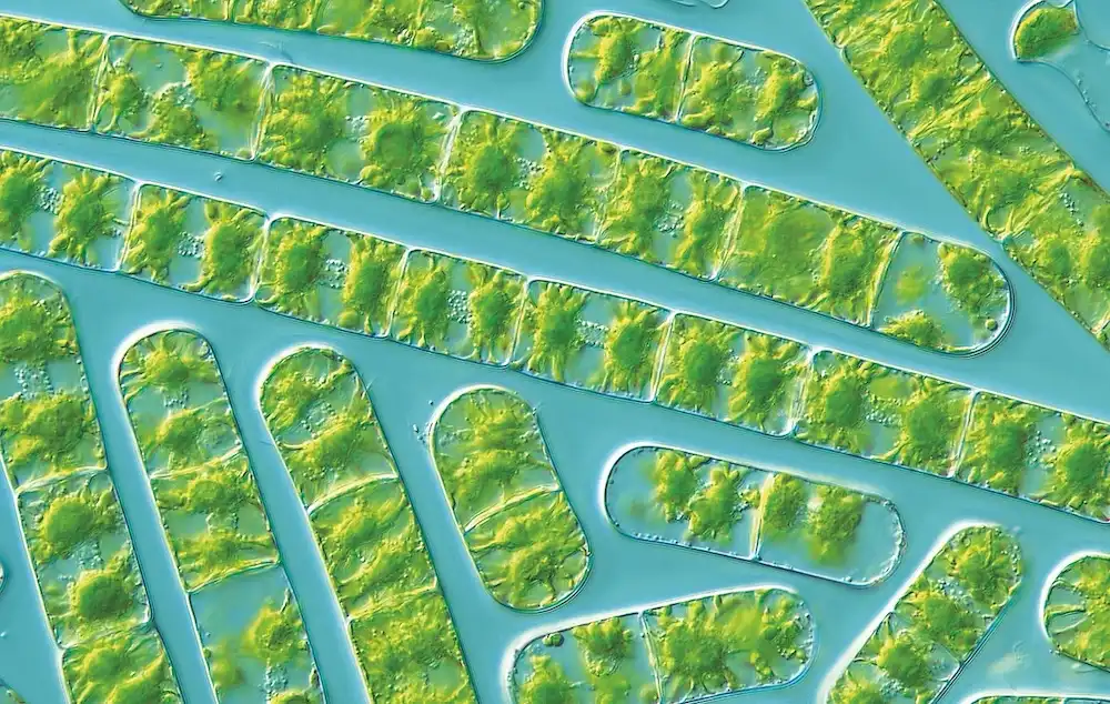 Evolution of plant network: 600 million years of stress