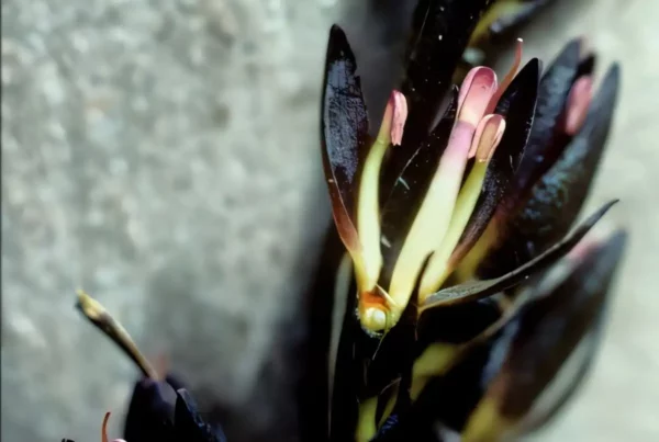 Image: Haemodorum subg. Gemina. Dissected flowers exposing the purple and white/cream stamens of selected populations of Haemodorum spicatum. A – Mt Lindesay. Credit: Nuytsia—The journal of the Western Australian Herbarium (2025). DOI: 10.58828/nuy01088
