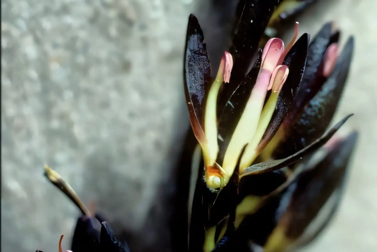 Image: Haemodorum subg. Gemina. Dissected flowers exposing the purple and white/cream stamens of selected populations of Haemodorum spicatum. A – Mt Lindesay. Credit: Nuytsia—The journal of the Western Australian Herbarium (2025). DOI: 10.58828/nuy01088