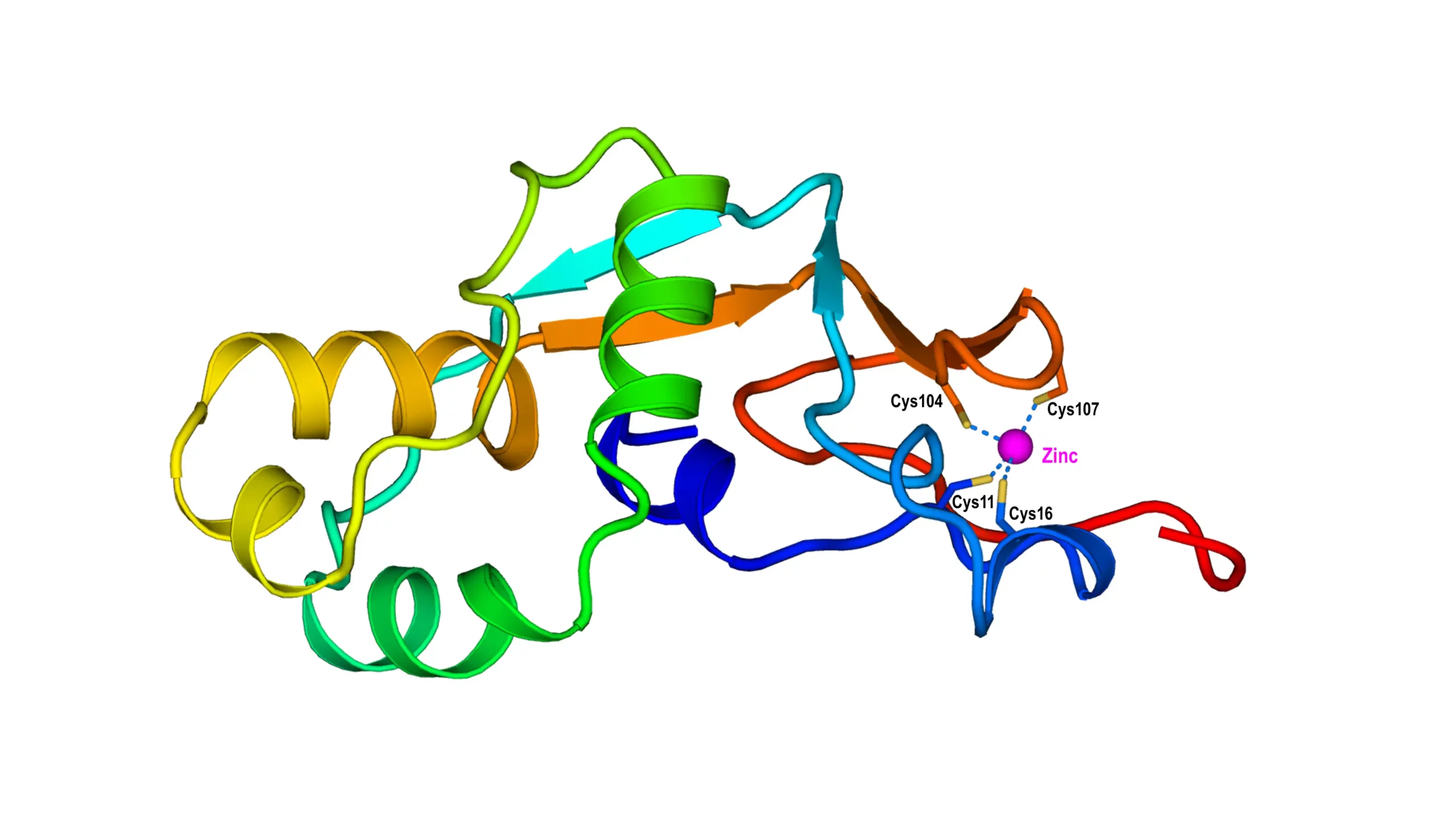 Image: Using data from known protein structures and sequences, scientists developed an artificial intelligence (AI) workflow to predict the structures and functions of unknown proteins, including how these proteins would interact with metals such as zinc. In this example, predicted to be a zinc-binding protein, the model of the protein shows that four cysteine residues are directly involved in the interaction with zinc. Credit: Qun Liu/Brookhaven National Laboratory