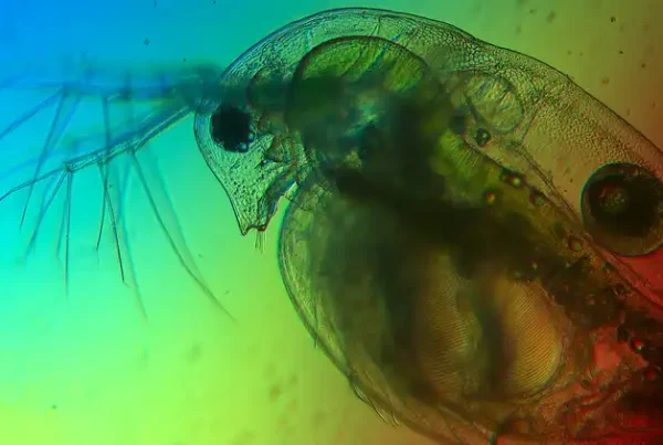 Image: A water flea under the microscope. The light colors in the lake influence its food source: microalgae Credit: Sebastian Neun / Universität Oldenburg