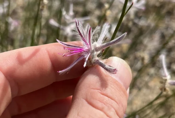 Image: Ptilotus senarius grows in such a remote part of Australia it's a miracle it was rediscovered at all. Credit: Aaron Bean/inaturalist.org/observations/288434421