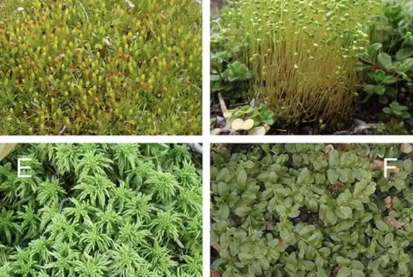 Image: Field Museum scientist Matt von Konrat examining dried moss collected in 2013 in a botanical survey as part of a homicide investigation. Credit: courtesy of Field Museum.