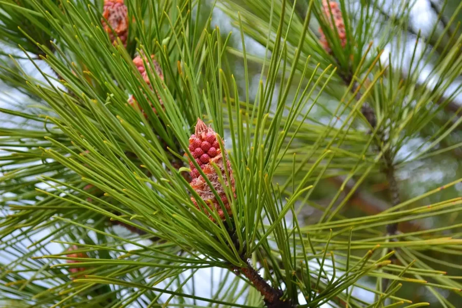 Image: Pine, Cone, Needles image. Credit: Pixabay. Free for use.