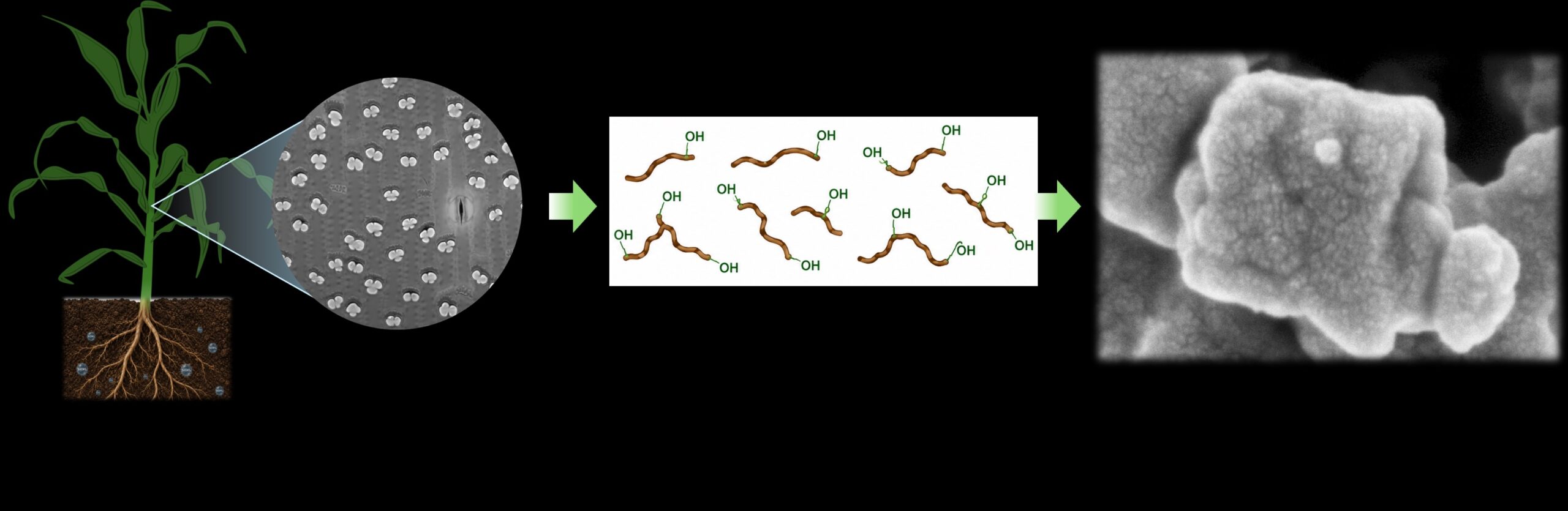 From Plants to Bones: Researchers Develop Sustainable Material That Could Help the Body Rebuild Itself 