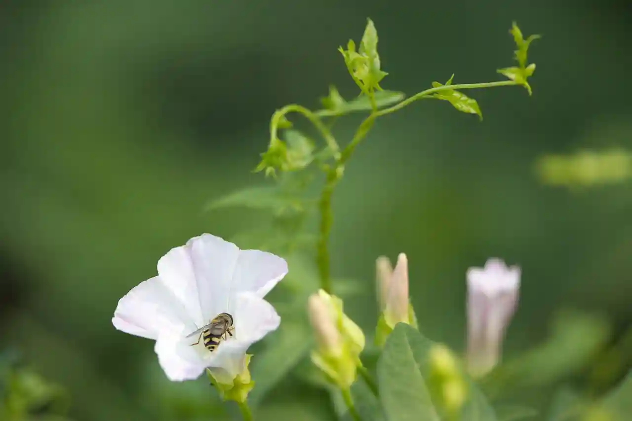Plants may be evolving the wrong traits for a warming world