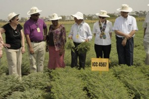 Chickpea Field trials at ICRISAT