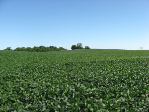 800px-Soybean_fields_at_Applethorpe_Farm