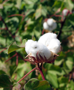 cotton