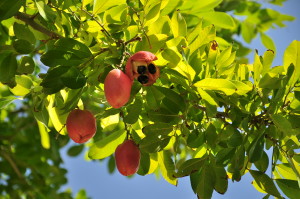 Akee fruit