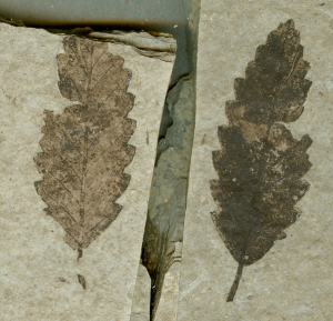 Leaf fossil