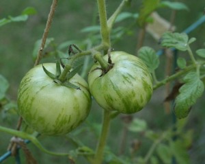 Green Zebra tomatoes are a good source of tomatidine.  Photo credit: J https://www.flickr.com/photos/florence_craye/2953736794/in/photolist-5v1F3s-6Pshmn-8 Used under a CC BY-NC-ND 2.0 license. 