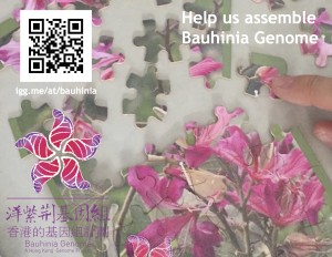 Bauhinia Postcard