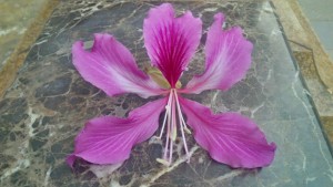 The Bahunia flower