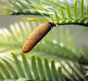 Wollemi pine pollen cone