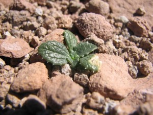 Plant in the Atacama Desert
