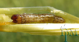 European Corn Borer