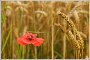 Poppy and wheat
