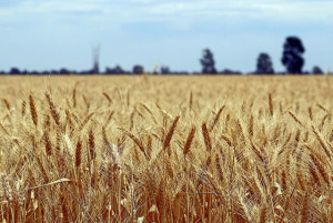 Wheat in Australia