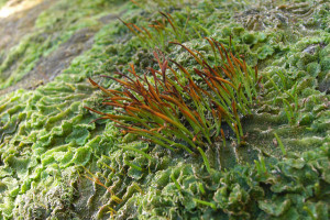 Hornworts are non-vascular plants that grow in damp, humid places. Photo by Jason Hollinger. Used under Creative Commons License 2.0.
