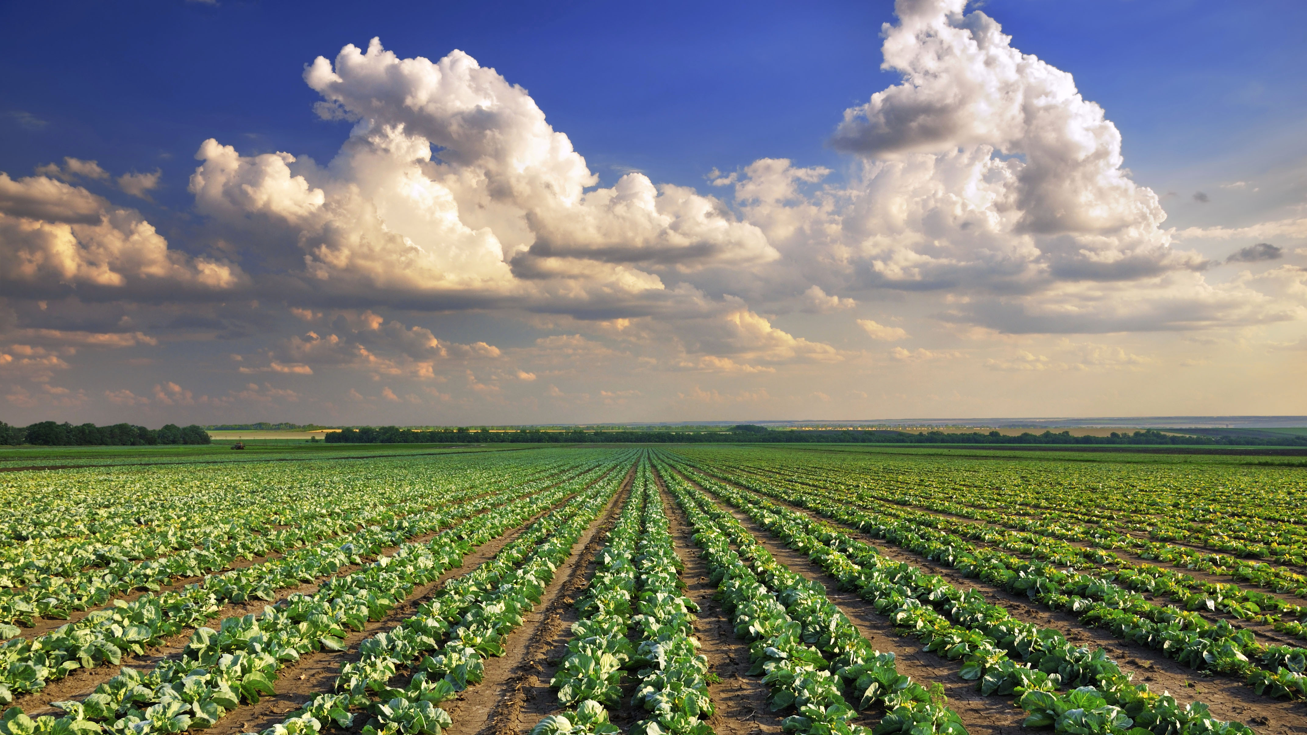 Temperate matters in agriculture - The Global Plant Council