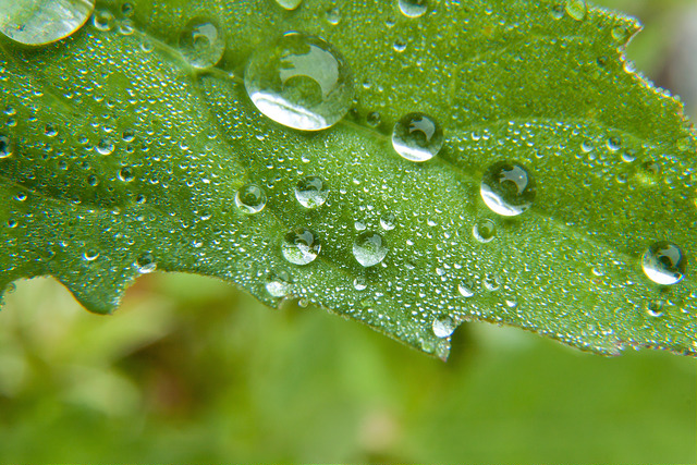 Water on leaf
