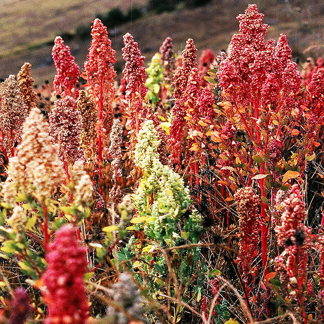 Quinoa flowers