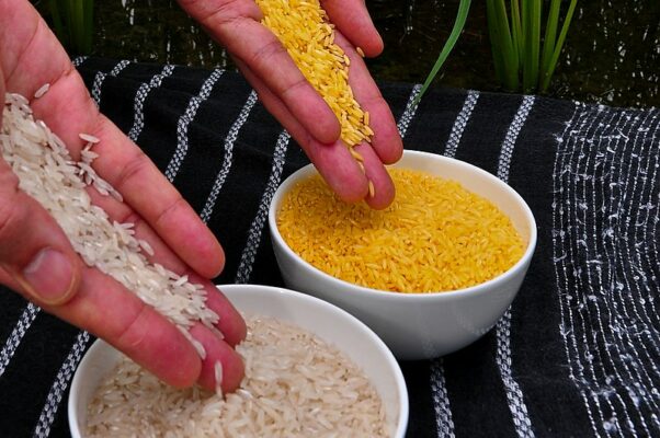 Philippines becomes first country to approve nutrient-enriched “Golden Rice” for planting