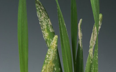 Plants can skip the middlemen to directly recognize disease-causing fungi