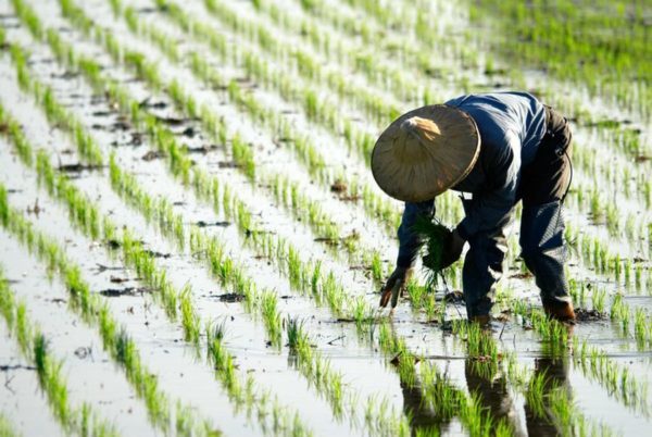 Rice yields plummet and arsenic rises in future climate-soil scenarios