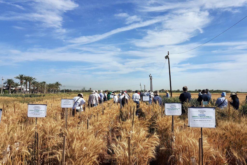 Wheat field trip