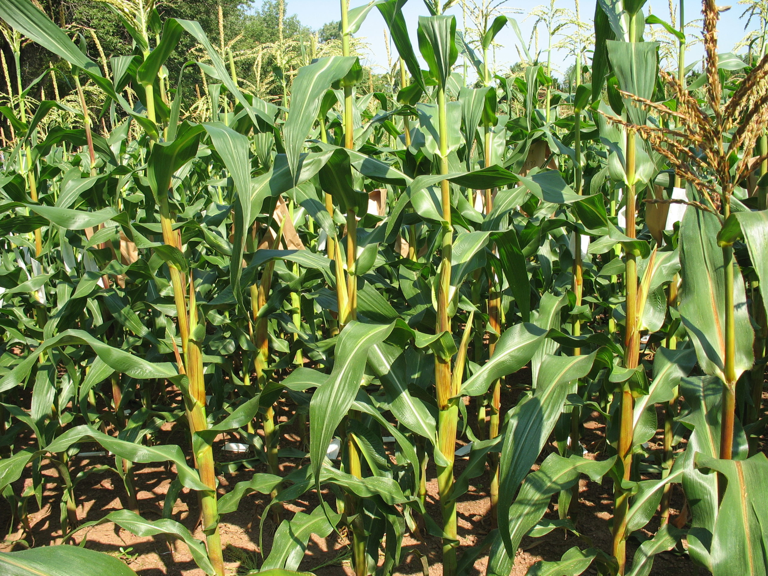 Pollen Genes Mutate Naturally in Only Some Strains of Corn