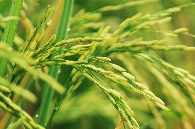 Rice Cultivation: Balance of Phosphorus and Nitrogen Determines Growth and Yield