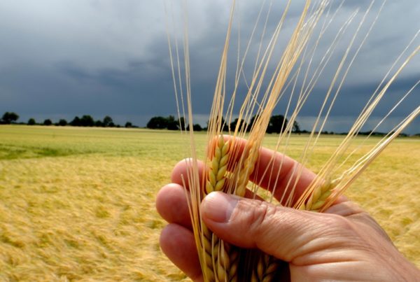 wheat in a hand plus field