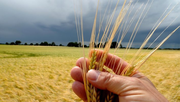 wheat in a hand plus field