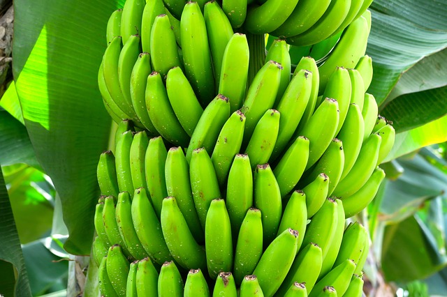 Banana disease boosted by climate change