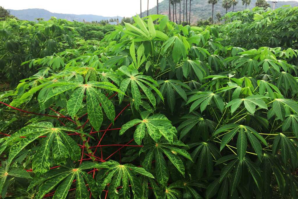 Gene-editing technology may produce resistant virus in cassava plant
