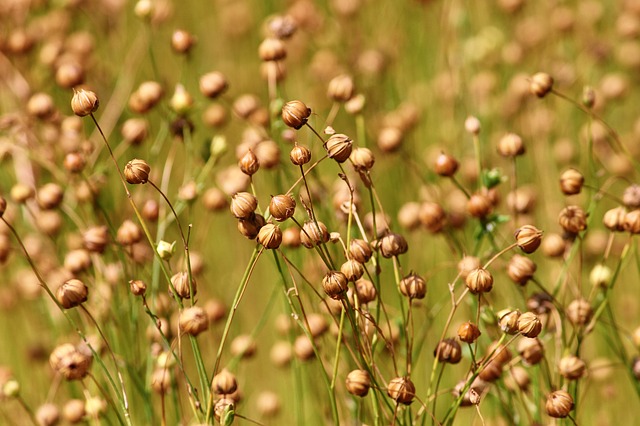 Scientists discover sustainable way to increase seed oil yield in crops