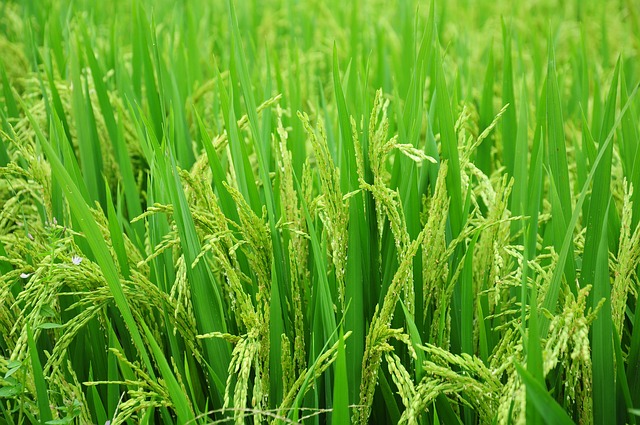Scientists Reveal the Relationship Between Root Microbiome and Nitrogen Use Efficiency in Rice