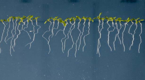 Plants and the art of microbial maintenance