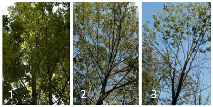 Some green ash trees show some resistance to emerald ash borers