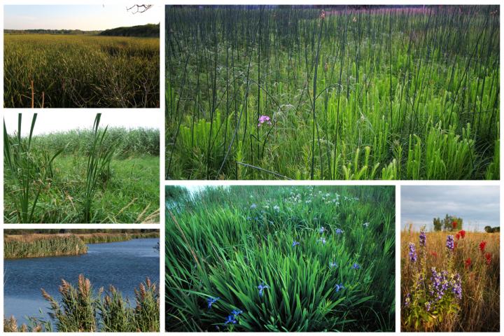 Aggressive, non-native wetland plants squelch species richness more than dominant natives do
