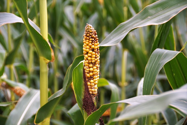 ​​Inbred to Well-Fed: Maize Breeding Efforts to Improve Food Security and Safety in Africa​​​​