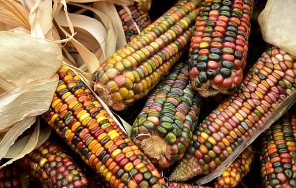 Microbes Play Role in Corn ‘Hybrid Vigor’