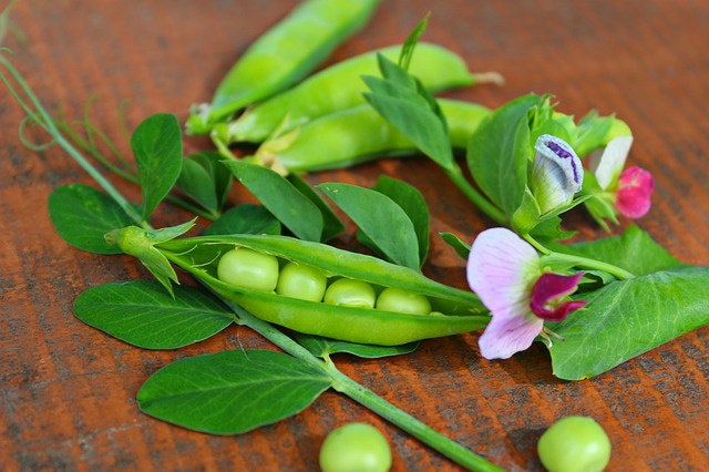 The genome of the pea assembled for the first time
