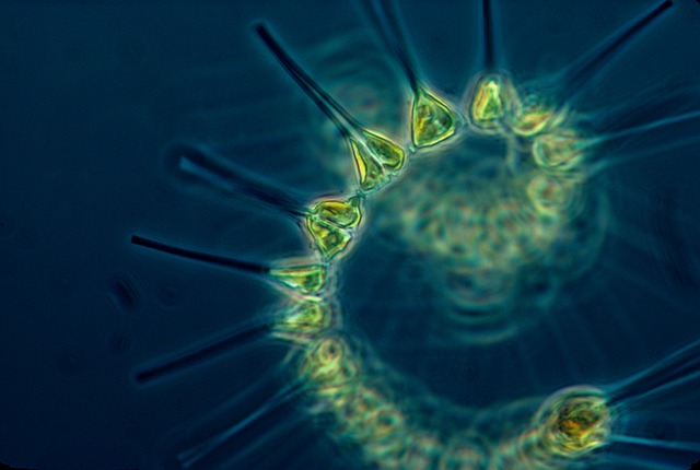 Phytoplankton more resilient to nutrient stress than previously thought