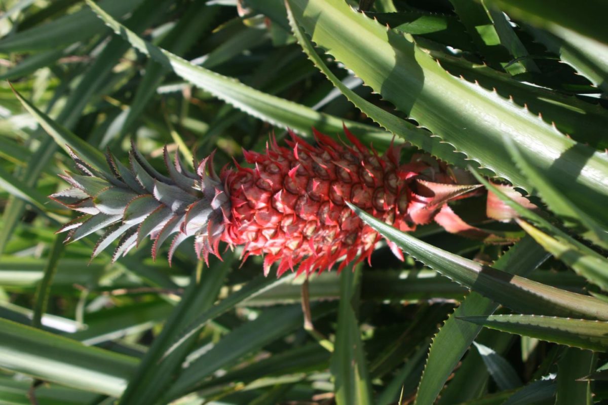 Pineapple genome sequences hint at plant domestication in single step