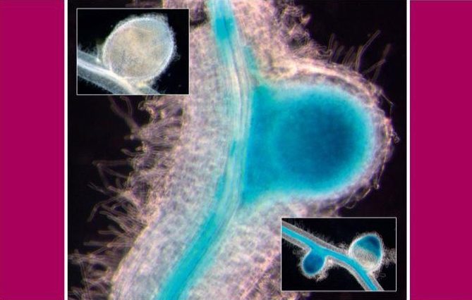 molecular plant-microbe interactions