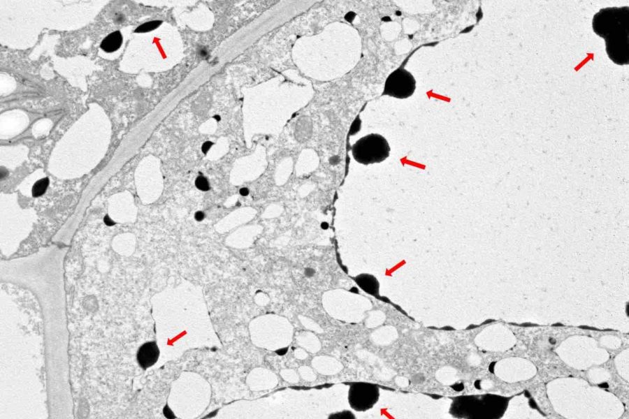 TETSUYA YAMADA, TUAT