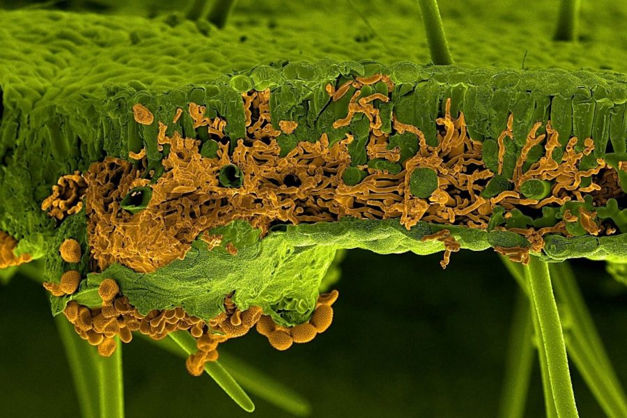 Phakopsora pachyrhizi